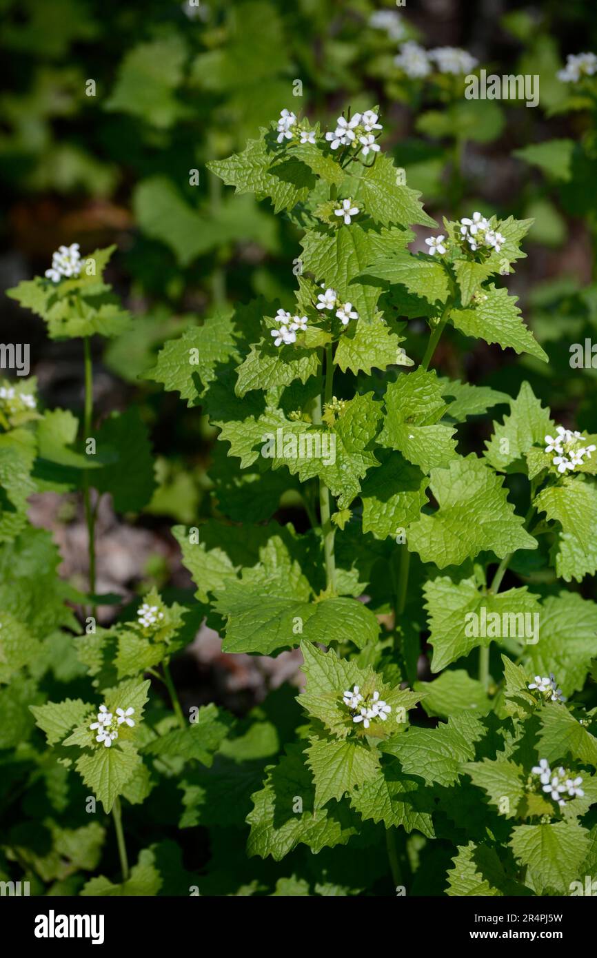 Garlic mustard plants (Alliaria petiolata), a noxious weed and an