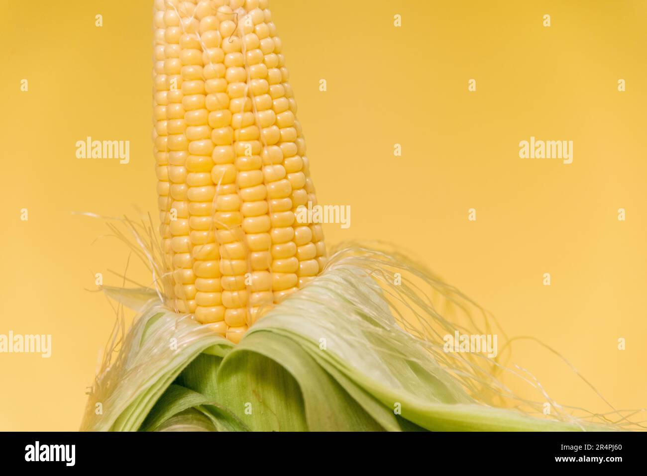 Yellow sweet corn with silk and lime hued husk on a yellow background. Stock Photo