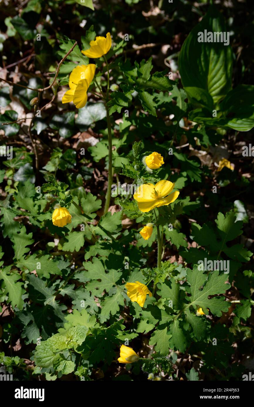 A woodland poppy (Stylophorum diphyllum), aka Celandine popy and wood poppy, growing in Virginia, USA Stock Photo