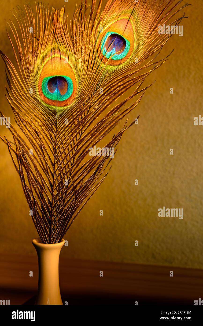 Peacock feather quills in vase still-life. Stock Photo