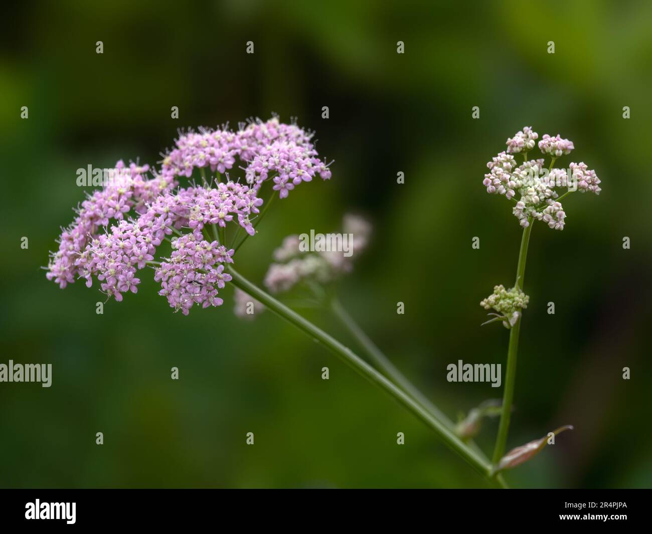 Closeup of flowers of Pimpinella major 'Rosea' in a garden in summer Stock Photo