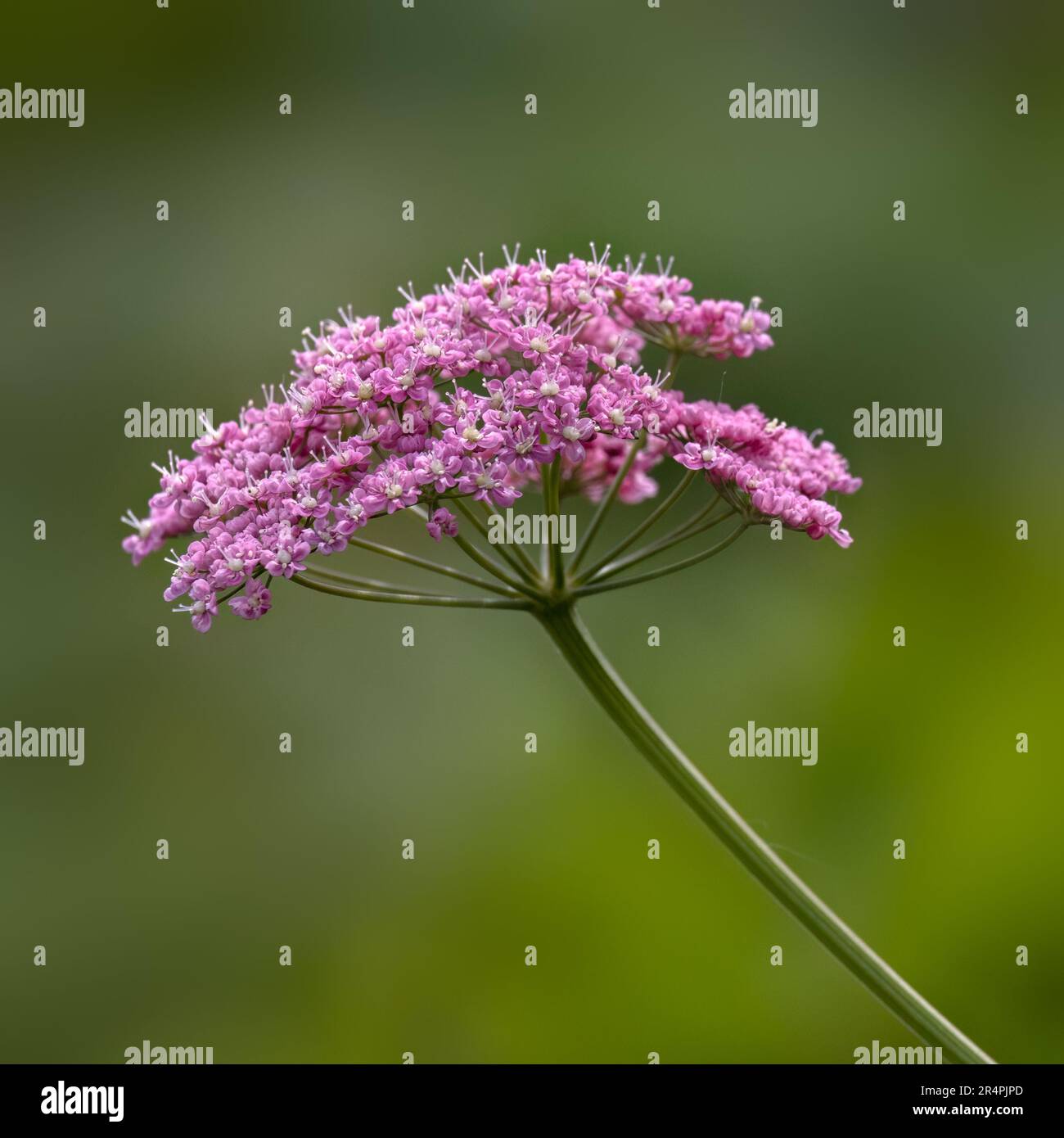 Closeup of flowers of Pimpinella major 'Rosea' in a garden in summer Stock Photo