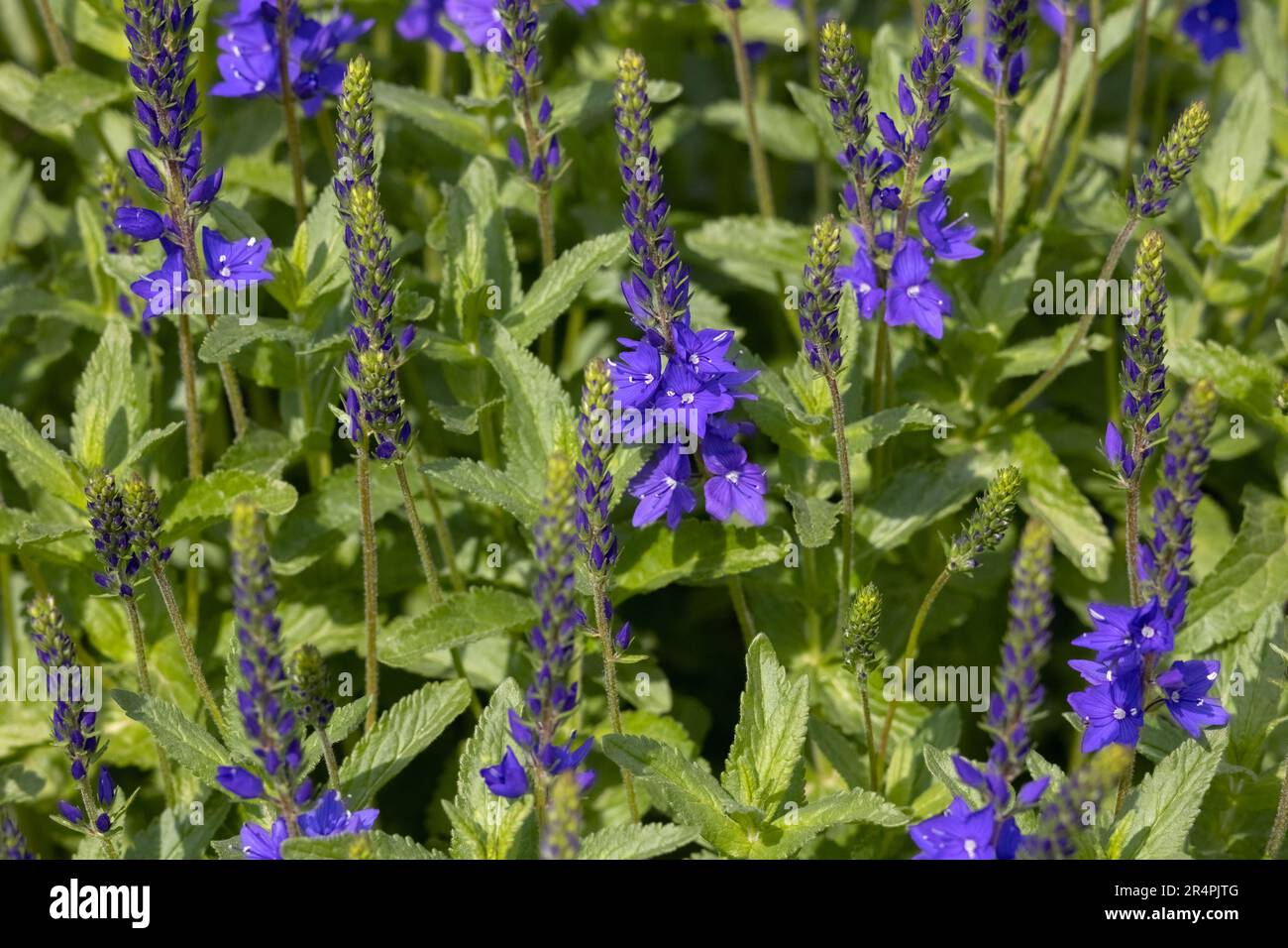 Flowers of Veronica austriaca subsp. teucrium 'Crater Lake Blue' in a garden in early summer Stock Photo