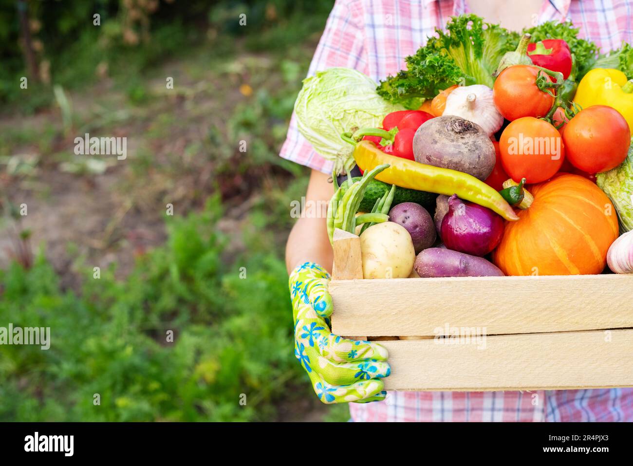 Farmer woman in gloves holding wooden box full of fresh raw vegetables ...