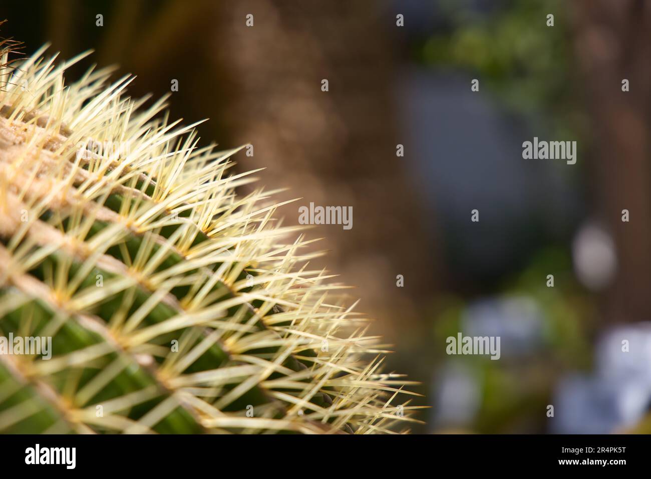 Golden barrel cactus with blurry background Stock Photo