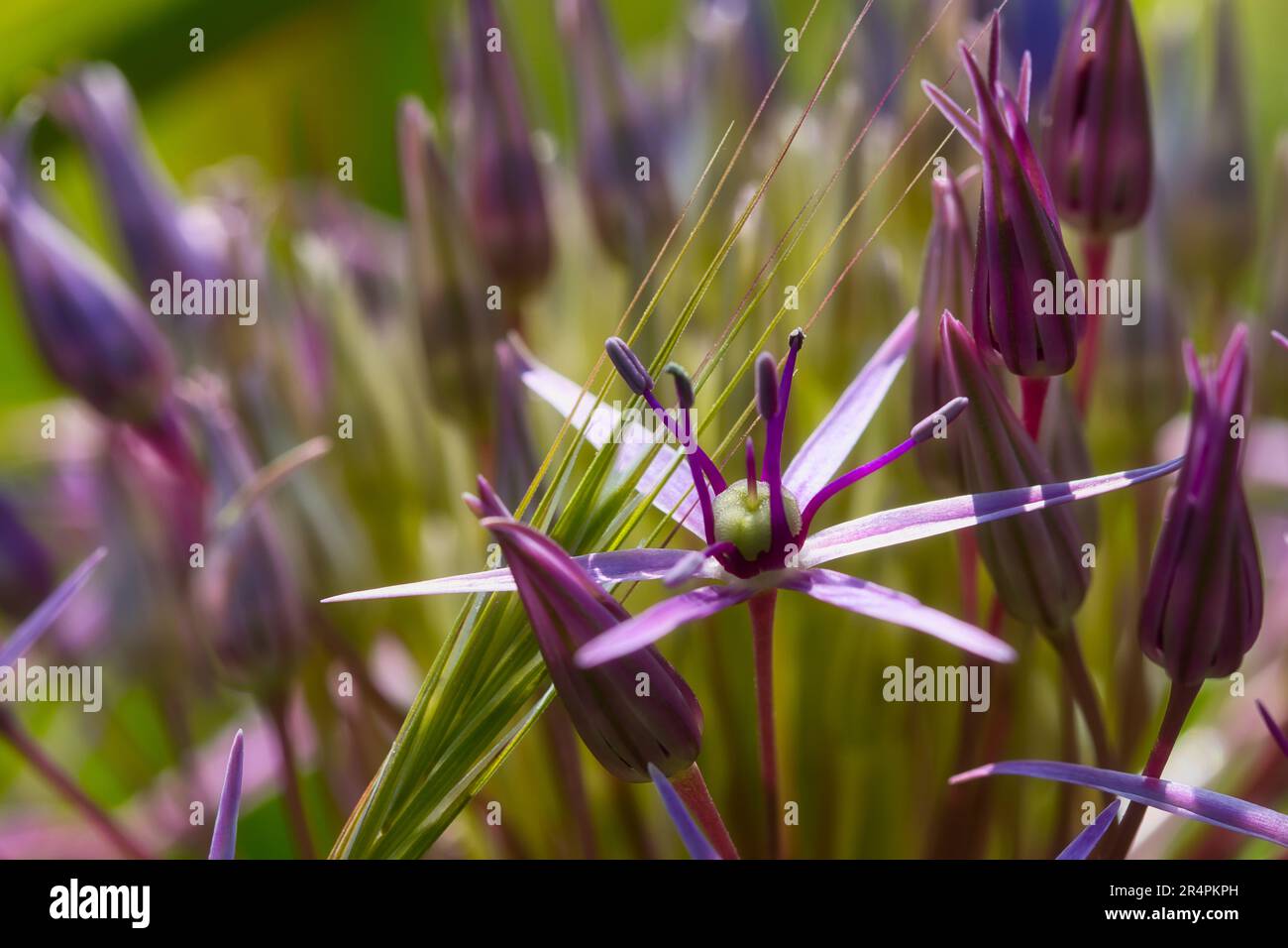 Persian onion in bloom hi-res stock photography and images - Alamy