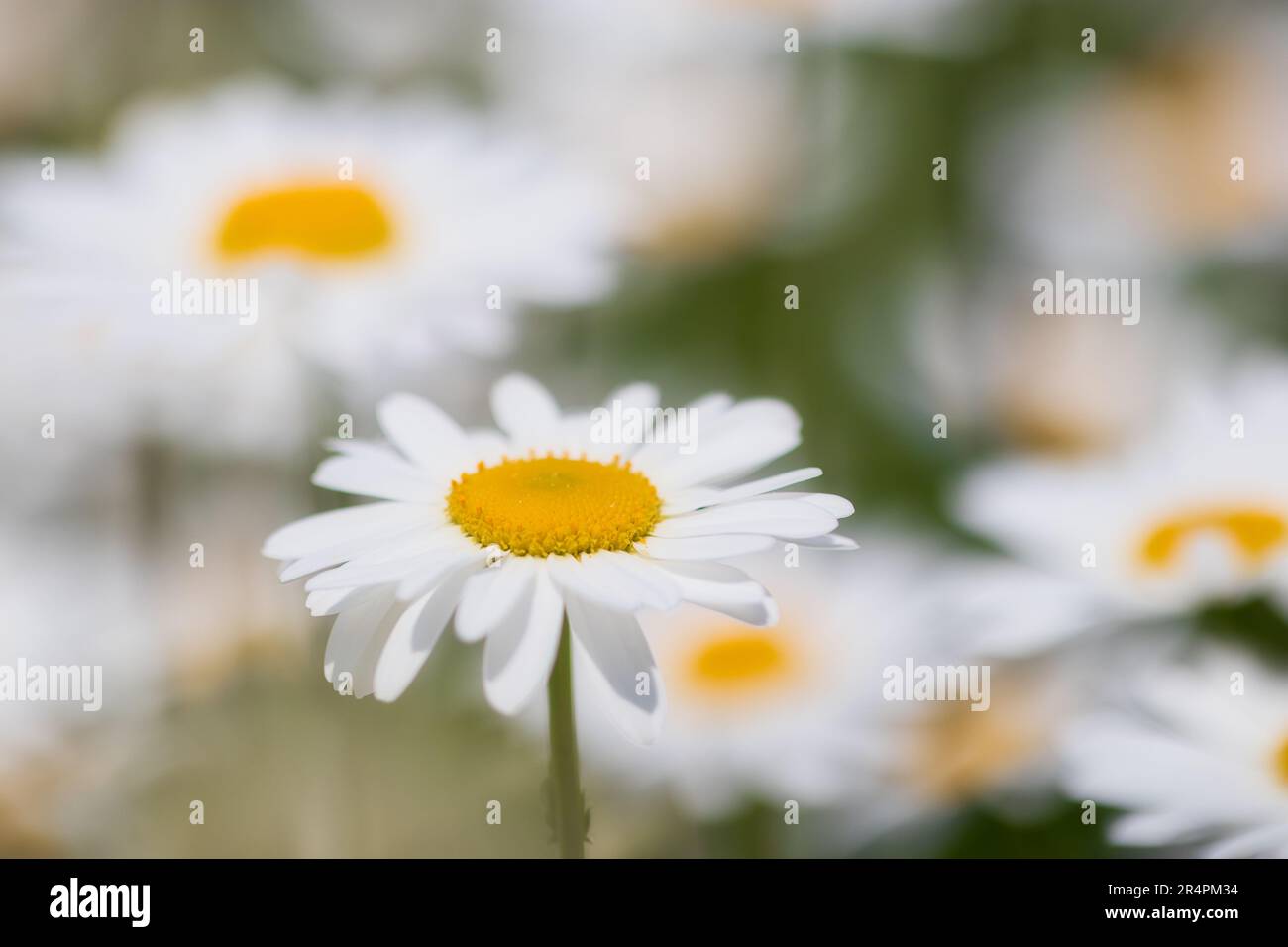 Shasta daisy with blurry background Stock Photo