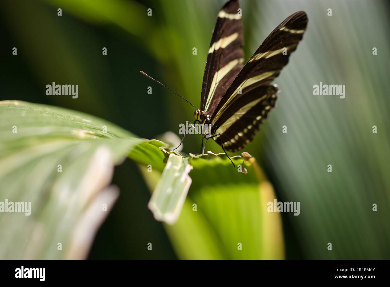 Zebra longwing on a leaf Stock Photo