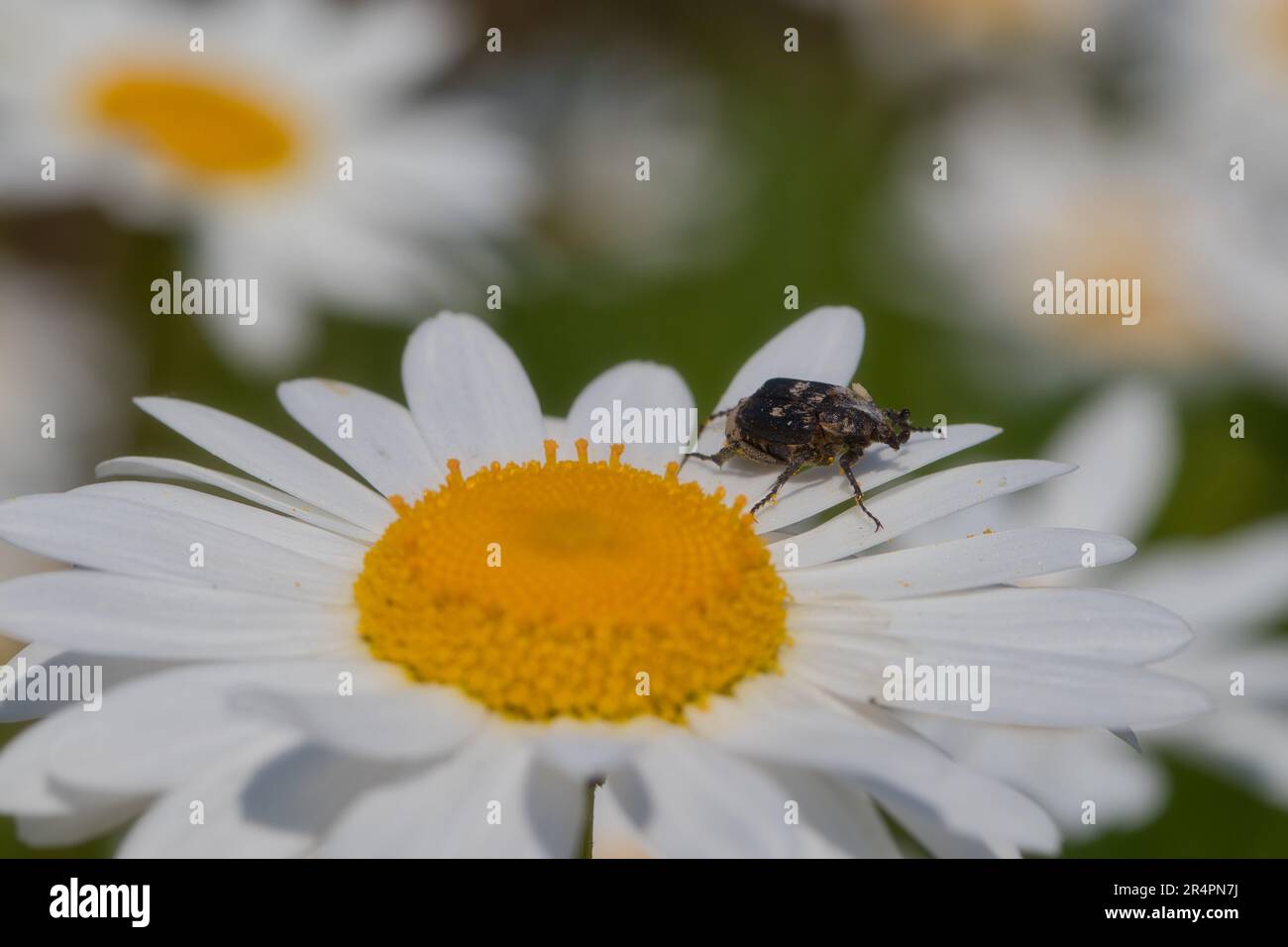 Chamomile blossom with scarab beetle Stock Photo