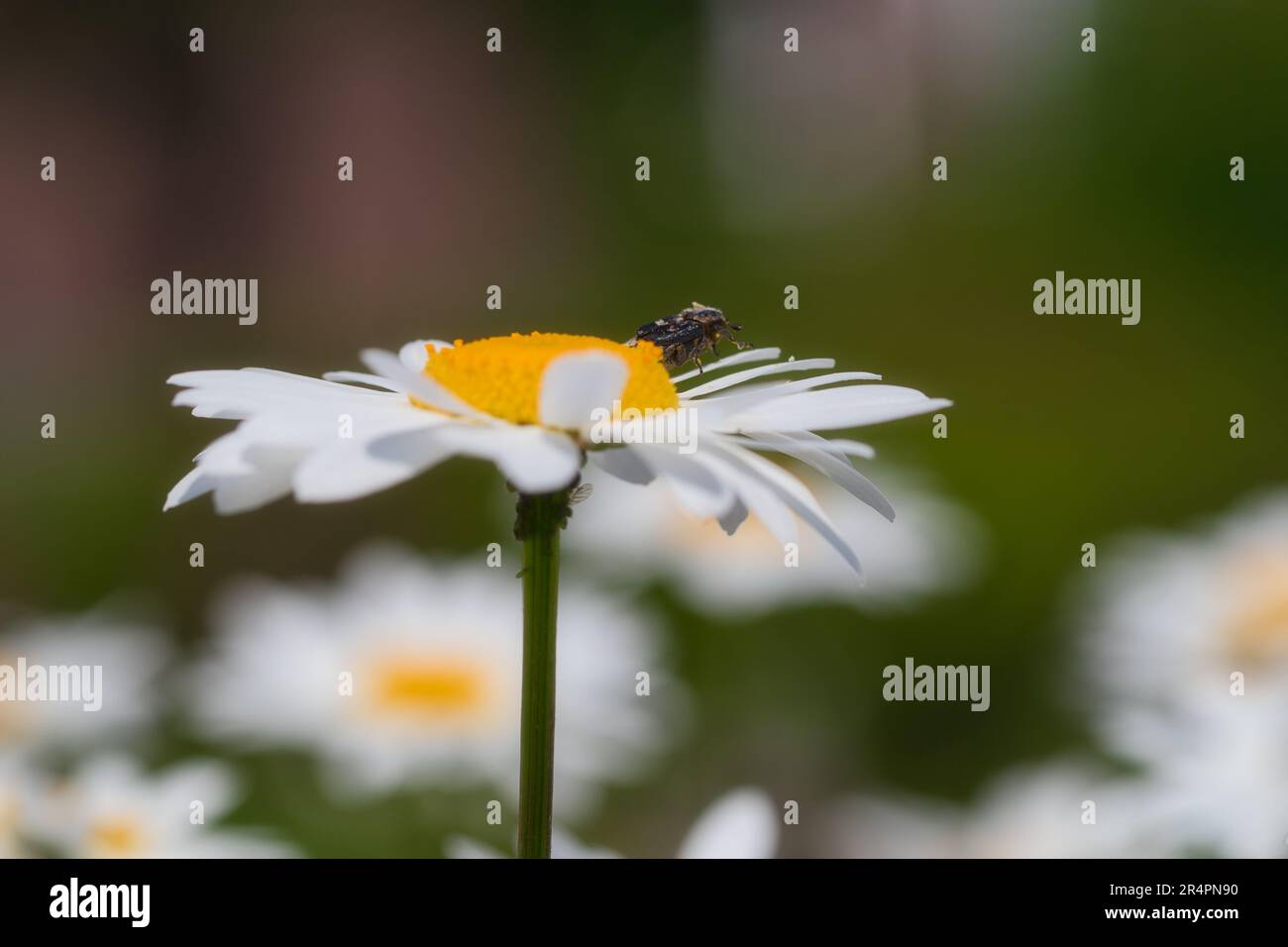 chamomile in field with blurry background Stock Photo