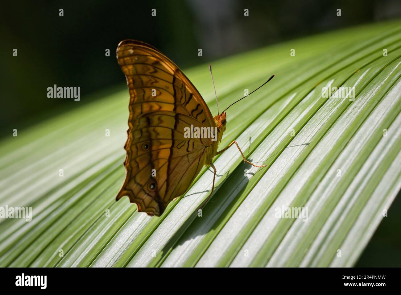 White peacock butterfly resting on a leaf Stock Photo - Alamy