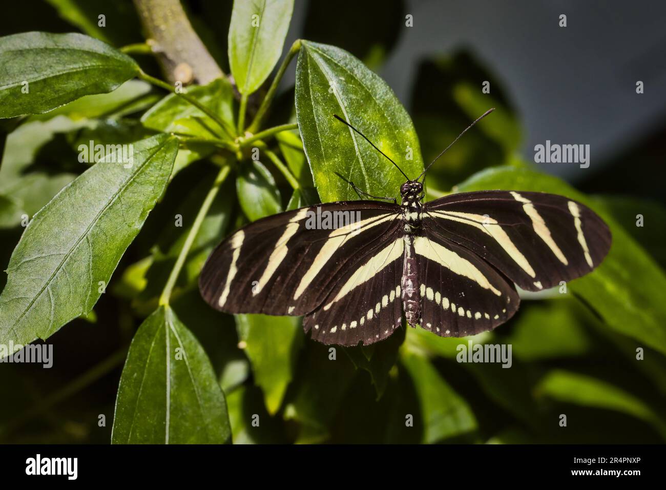 Zebra longwing on a leaf Stock Photo