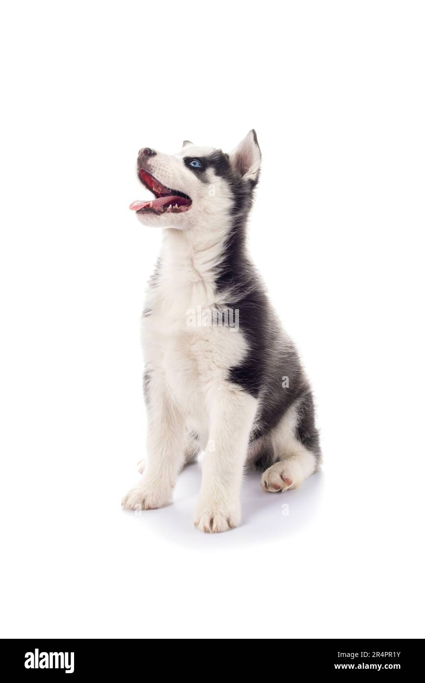 Cute playful little Serbian Husky puppy with blue eyes on isolated