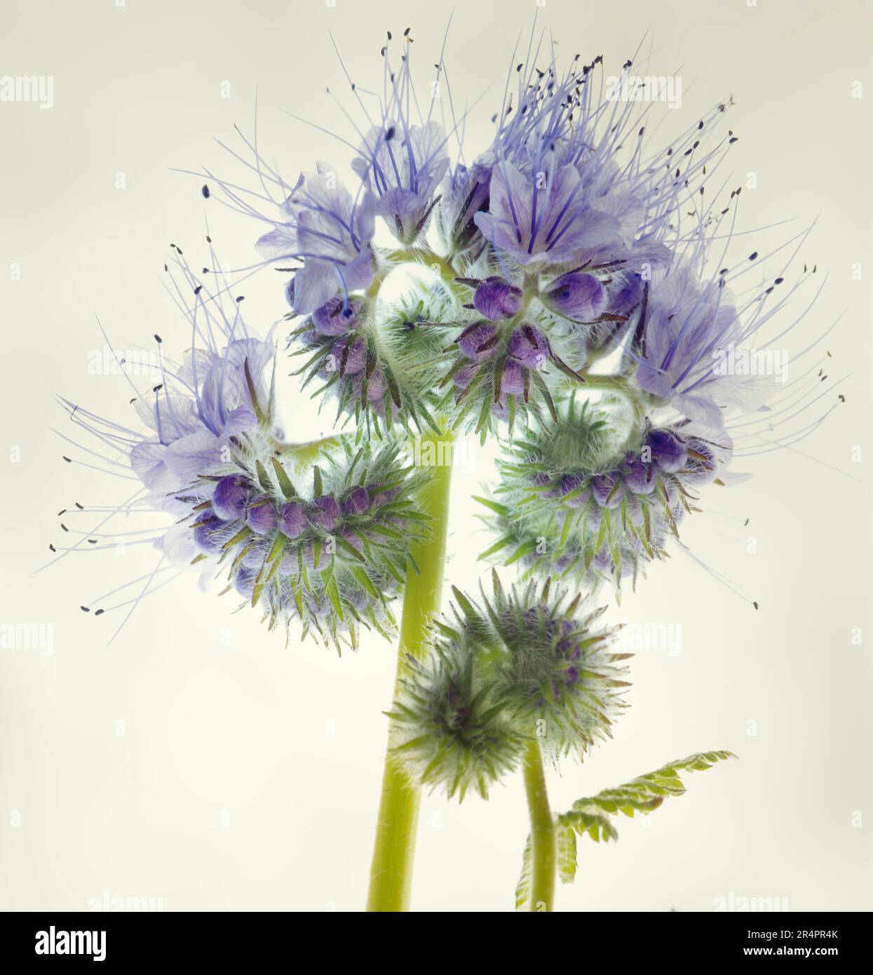 Light purple flowers of Phacelia tanacetifolia aka , Lacy phacelia, Blue or Purple tansy isolated on pale background. Often grown for green manure. Stock Photo