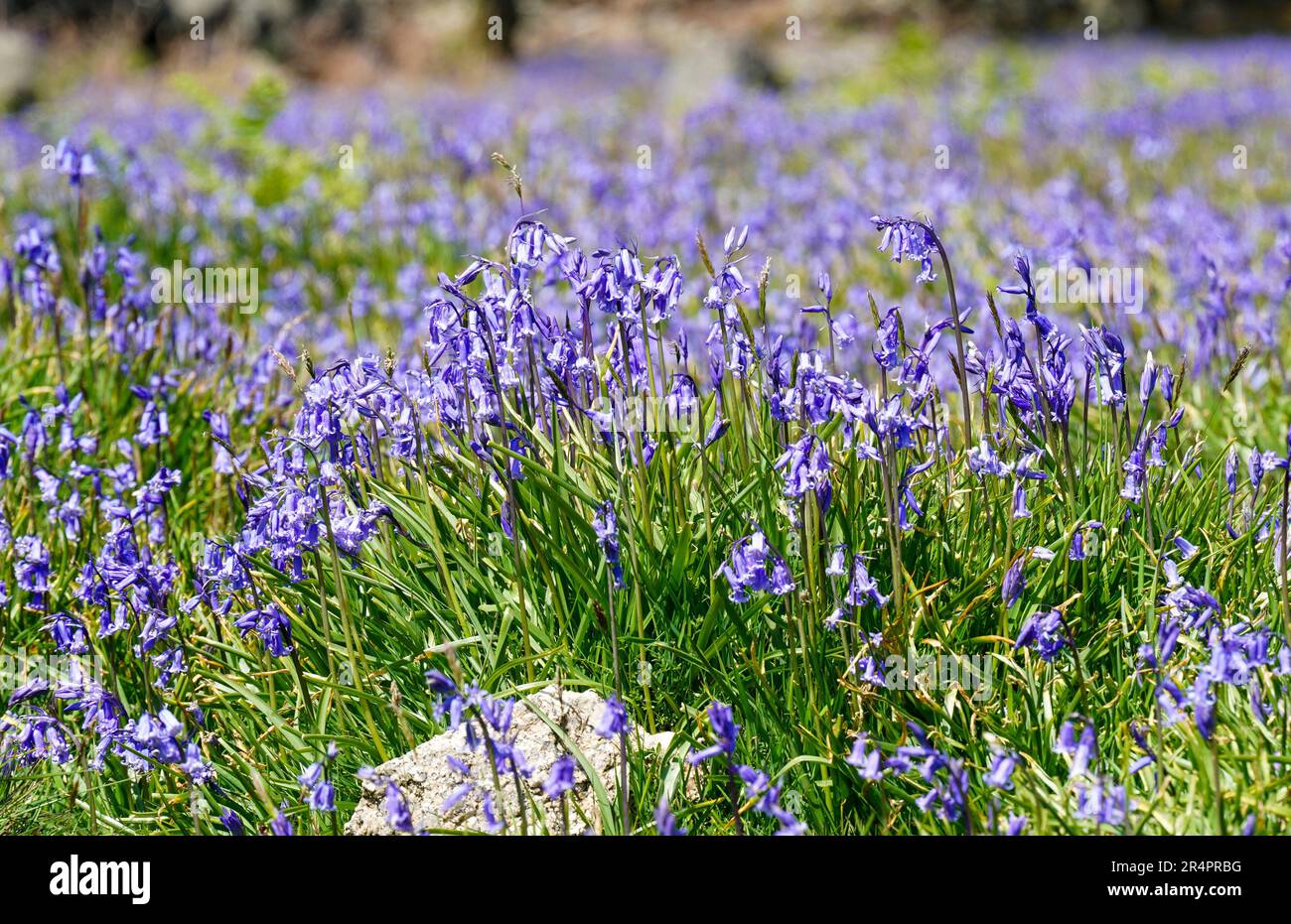 English bluebell flower (Hyacinthoides nonscripta Stock Photo Alamy