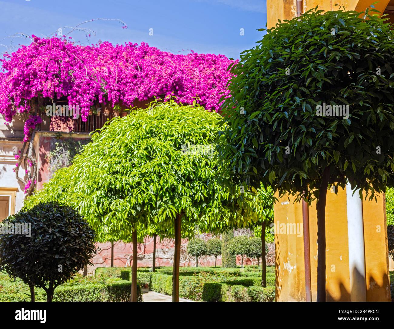 Spain, Seville, Andalucia,a Casa de Pilatos (Pilate's House), garden with various shapes of shrubbery, bougainvillea in bloom. Stock Photo