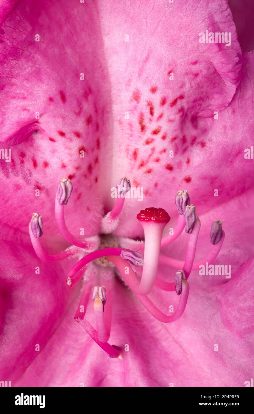 Pink Rhododendron Flower Roseum Elegans Stock Photo