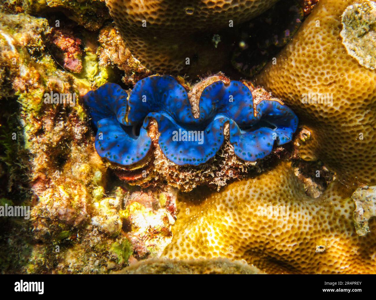 A Fluted Giant Clam (Tridacna squamosa) in the Red Sea, Egypt. Blue shell tridacna in the coral reef of the Red sea Stock Photo