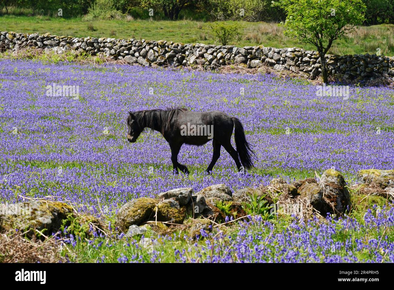 Black, male Dartmoor Pony surrounded by bluebells in May, near Saddle Tor in Dartmoor National Park in Dartmoor, Devon, UK Stock Photo
