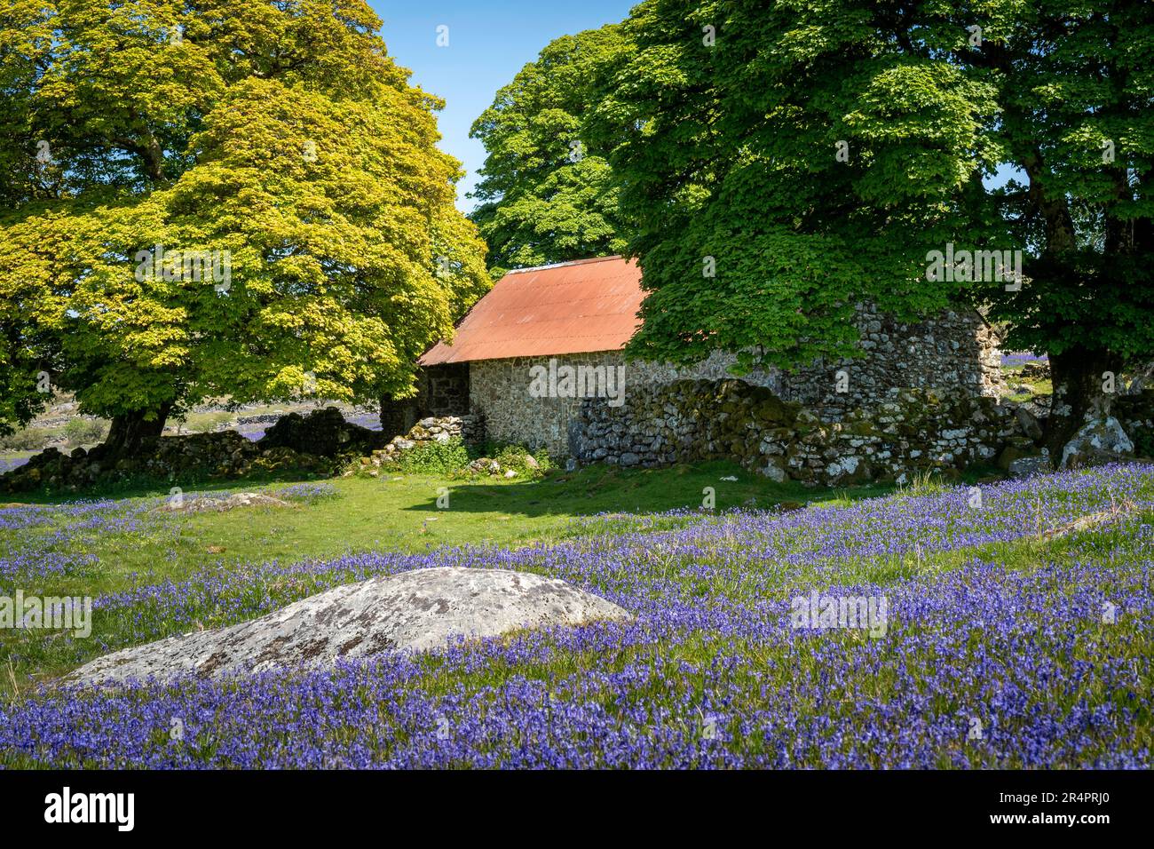 Carpet of wild bluebell flowers (Hyacinthoides non-scripta) at Emsworthy Mire in Dartmoor National Park, Devon, England Stock Photo