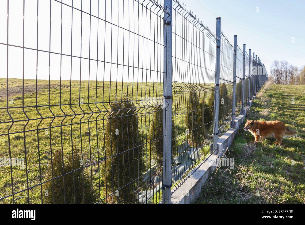 Wire fence around the property. The dog can't go on. Stock Photo