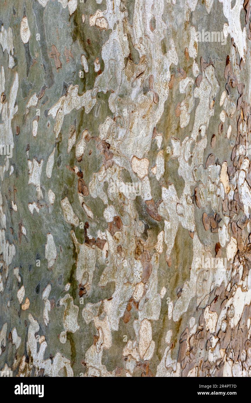 Spain, Andalusia,Seville, close-up of Sycamore Maple ( Acer pseudoplatanus) bark Stock Photo