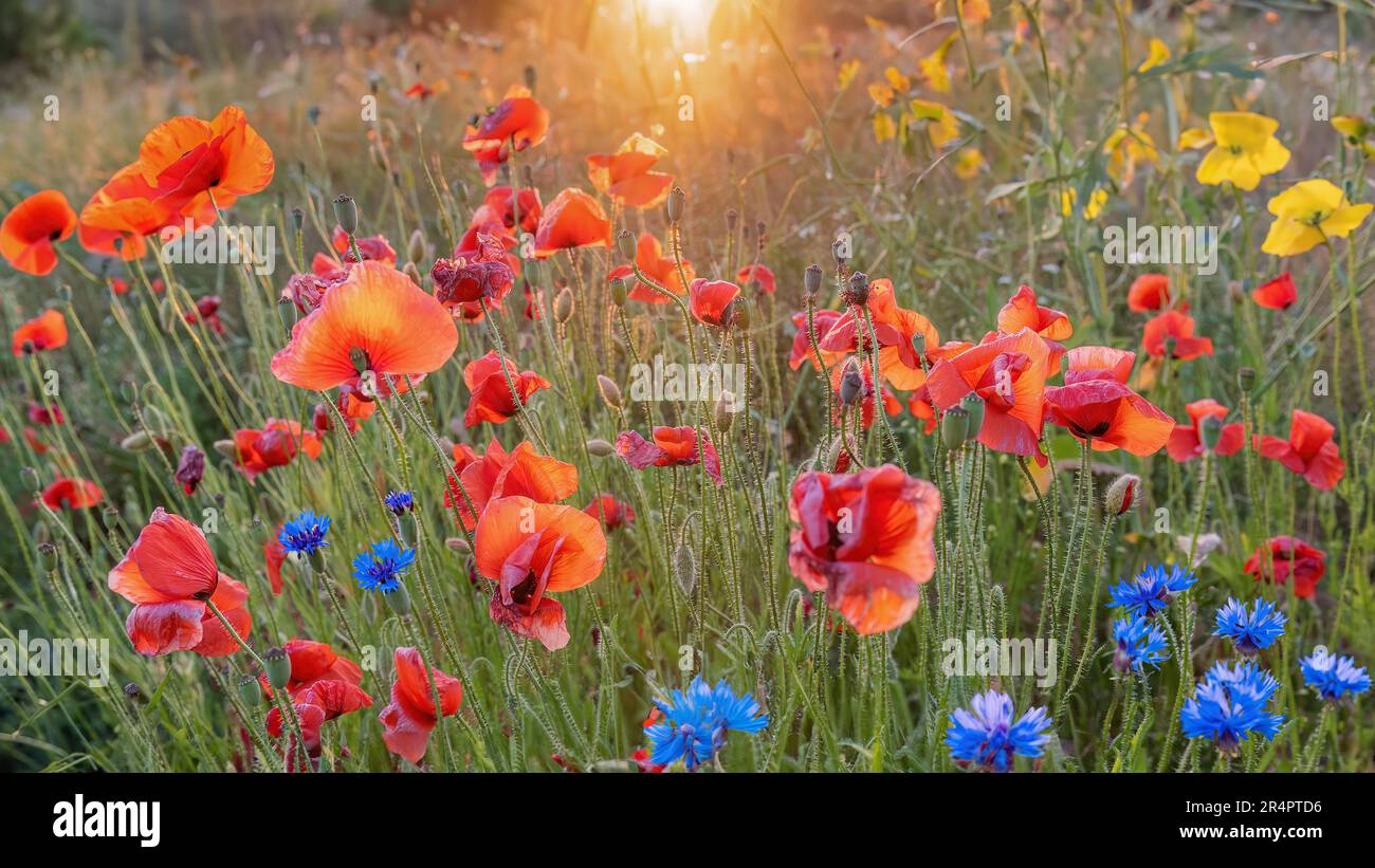 A poppy field at sunset, Denmark Stock Photo