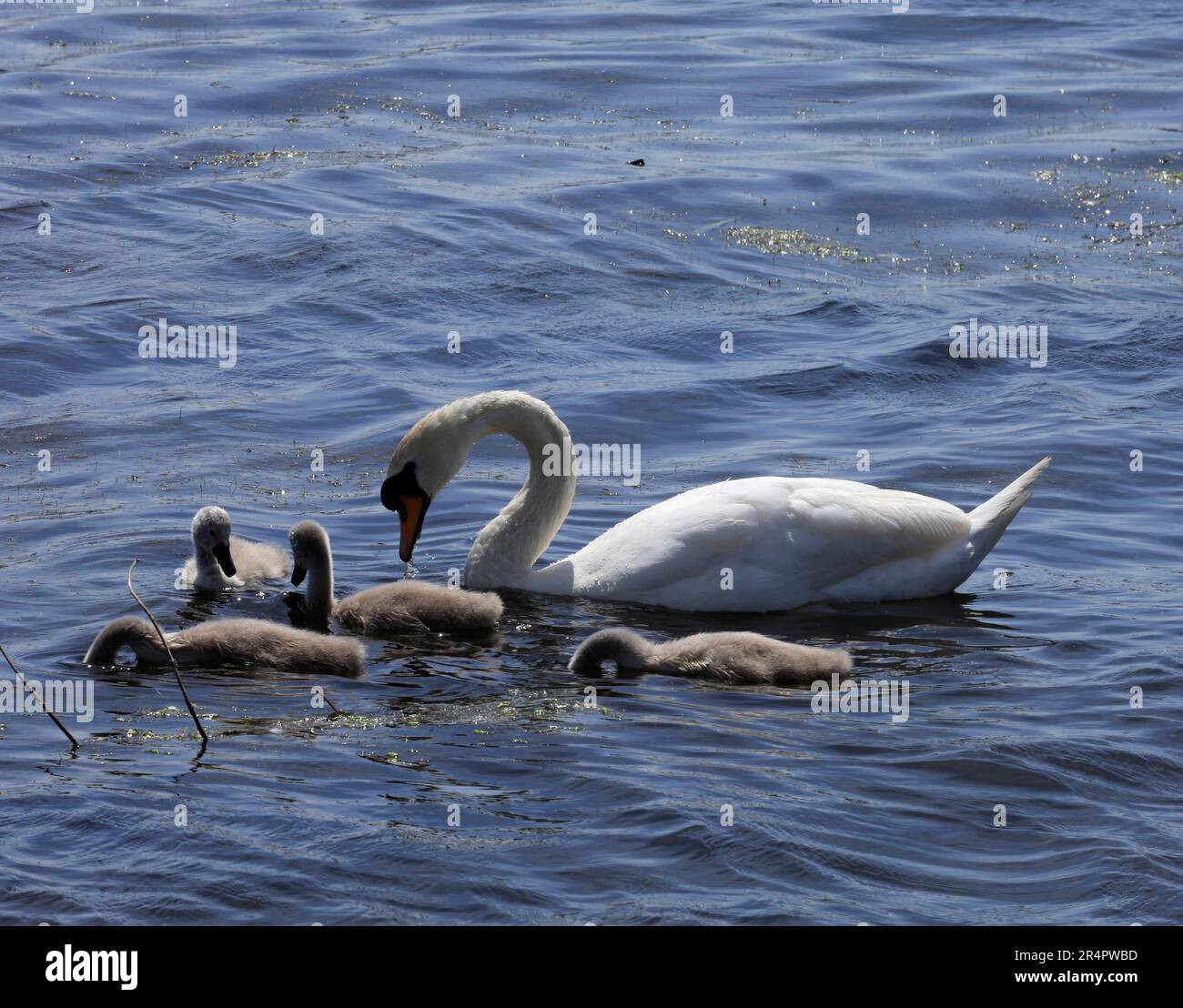 Mute swan, cygnus olor and cygnets, feeding on weeds, Cardiff Bay Wetland Nature Reserve. May 2023. Summer. cym Stock Photo