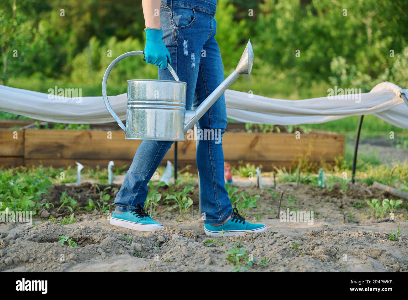 Spring work in garden, woman walking with watering can Stock Photo - Alamy