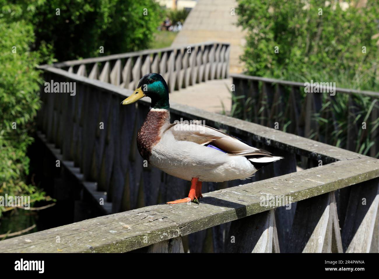 Mallard duck, anas platyrhynchos standing on a wooden hand rail, Cardiff Bay Wetland Nature Reserve. May 2023. Summer Stock Photo
