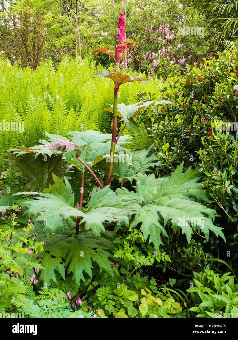 Red flower stem of the giant ornamental rhubarb, Rheum palmatum, emerges in front of a stand of Matteucica struthiopteris, ostrich fern Stock Photo