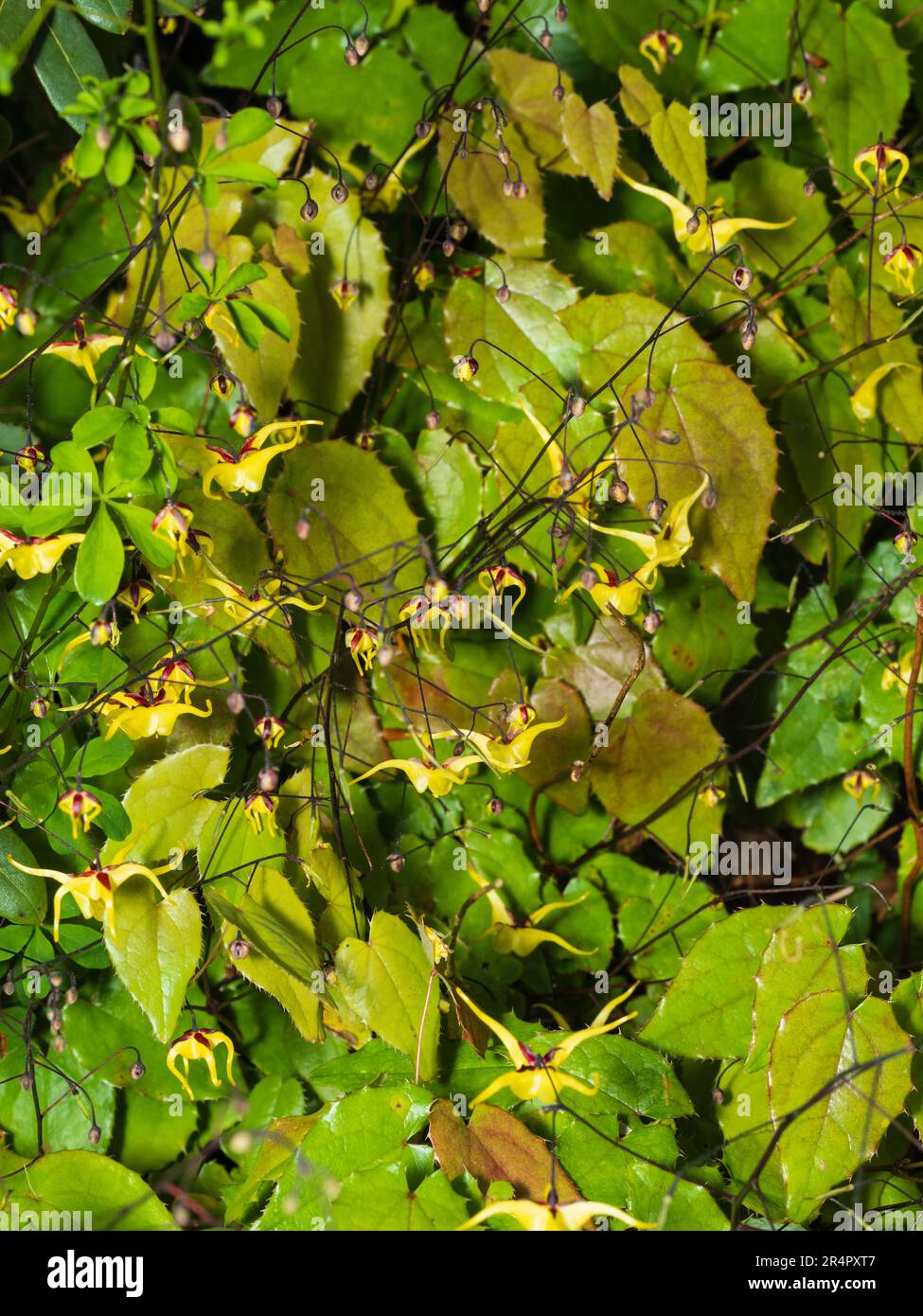 Small, spurred yellow flowers of the hardy perennial barrenwort, Epimedium 'Windfire' hover above the leathery foliage Stock Photo