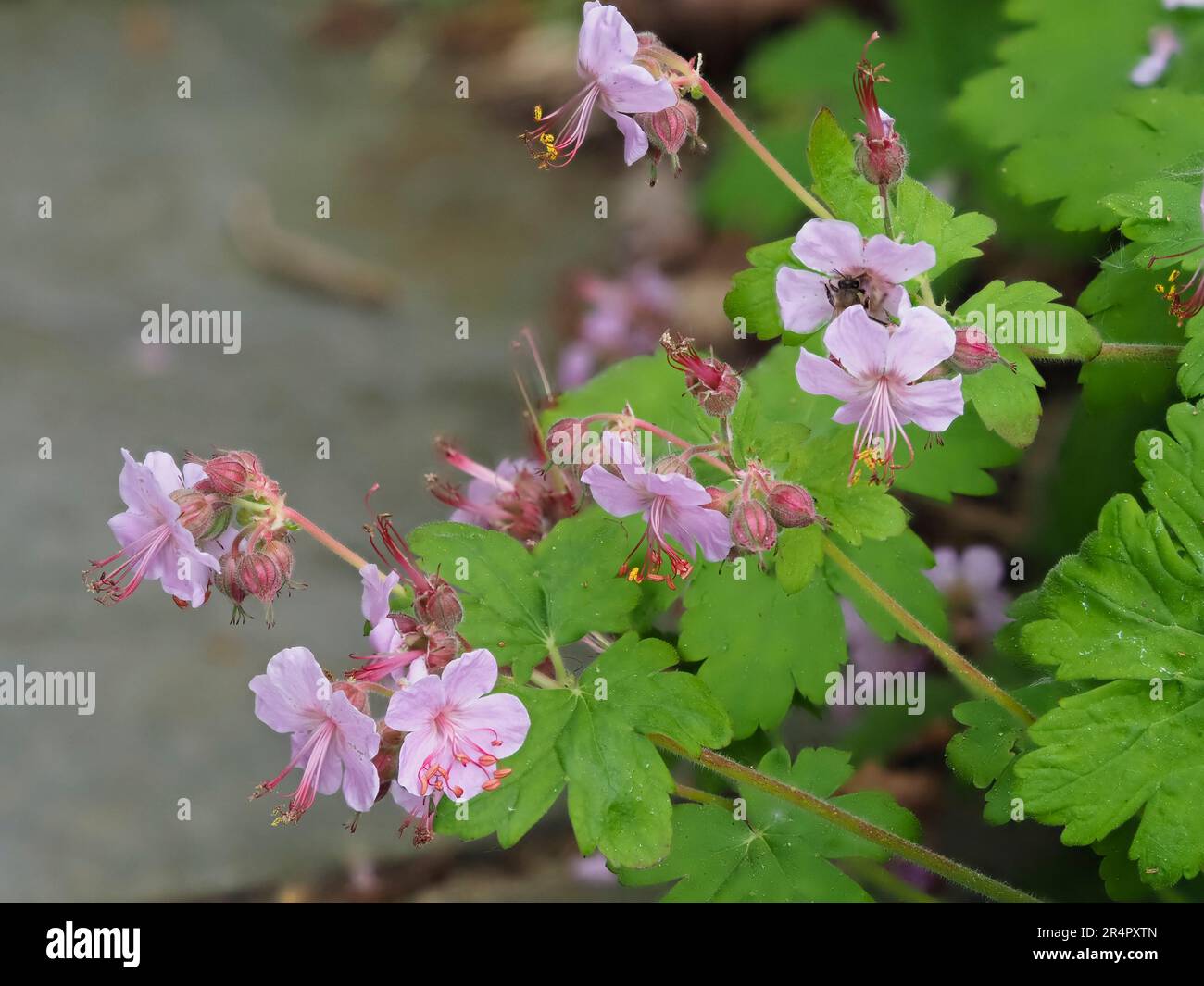 Single pink early summer blooms of the hardy perennial cranesbill, Geranium dalmaticum Stock Photo