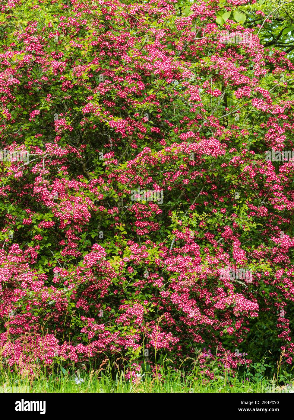 Massed red flowers of the ornamental hawthorn tree, Crataegus laevigata 'Paul's Scarlet' Stock Photo