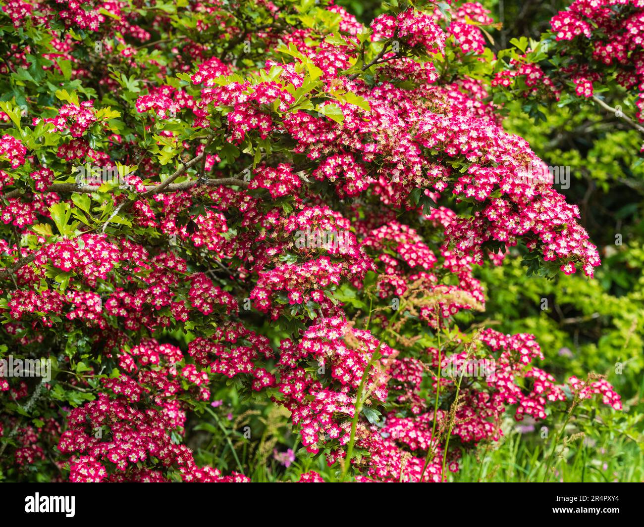 Massed red flowers of the ornamental hawthorn tree, Crataegus laevigata 'Paul's Scarlet' Stock Photo