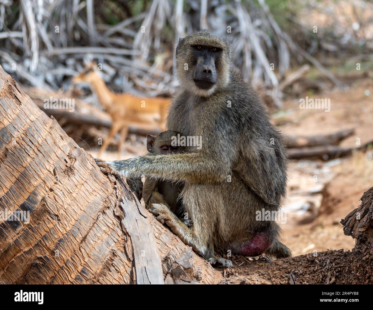 Olive Baboon (Papio anubis) mother with baby. Kenya, Africa. Stock Photo