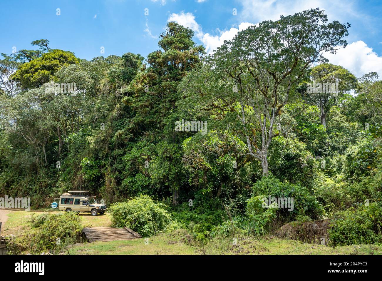 Lush forest at lower elevation of Mount Kenya Kenya, Africa Stock Photo