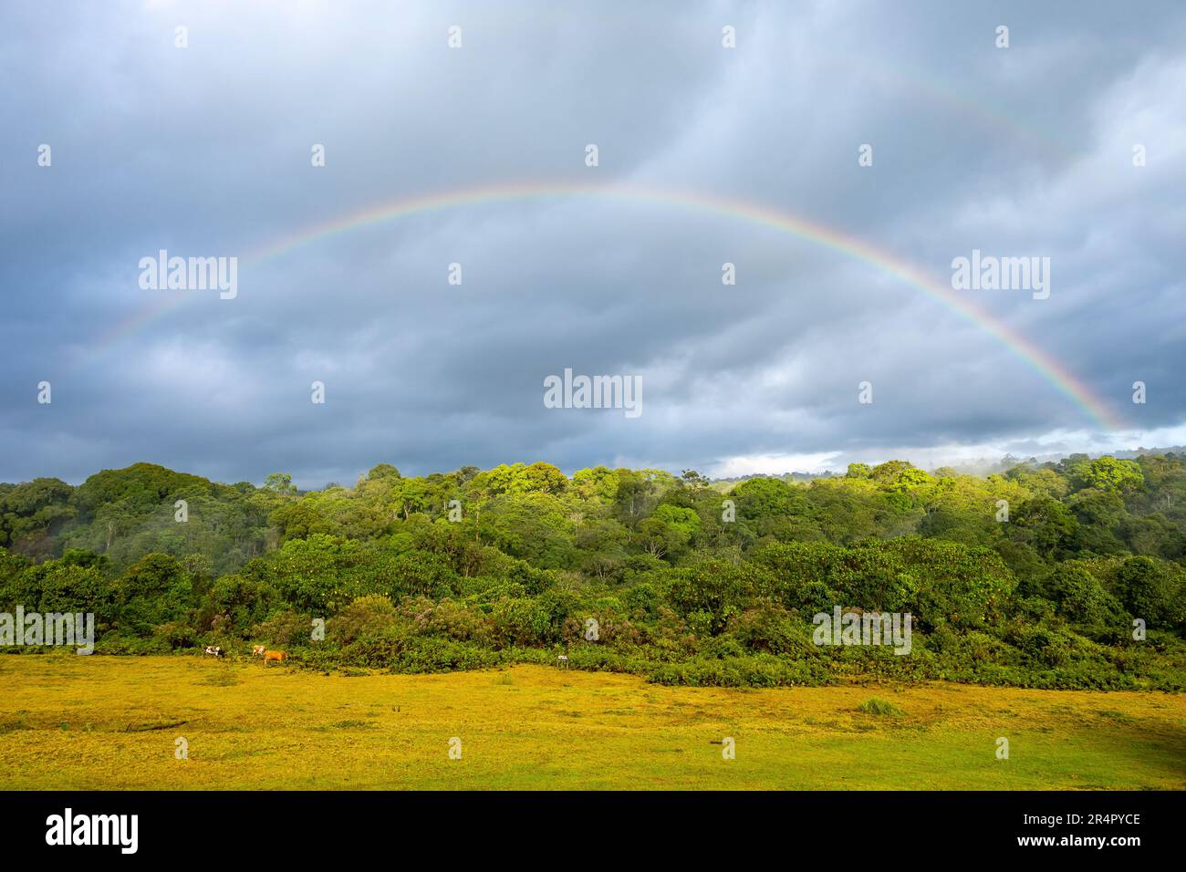 A rainbow over lush green forest on the slope of Mount Kenya. Kenya, Africa. Stock Photo