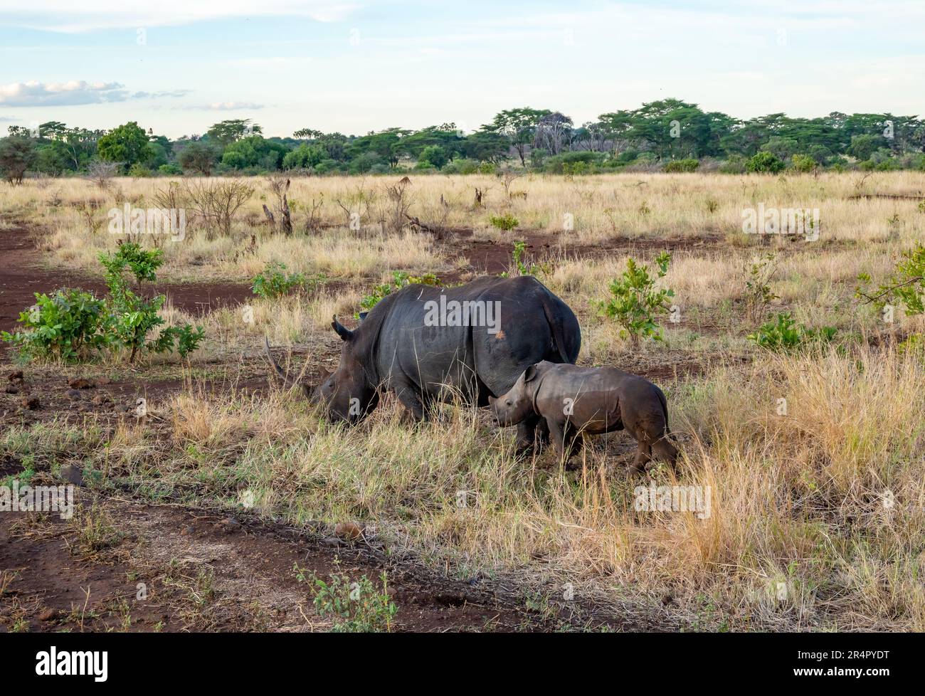 Mom and baby White Rhinoceros (Ceratotherium simum) in the wild. Undisclosed National Park, Kenya, Africa. Stock Photo