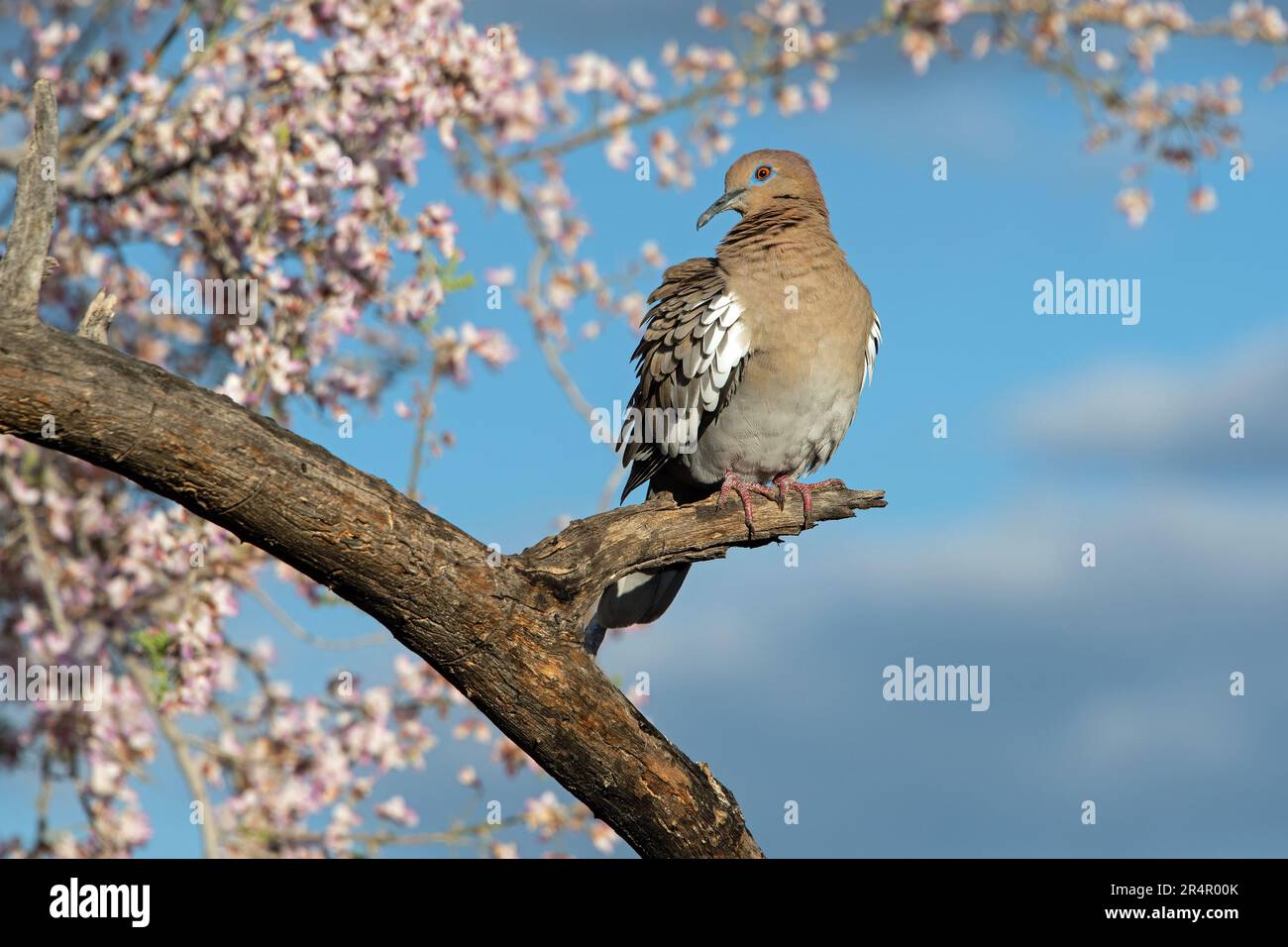 White-winged Dove (Zenaida asiatica) with Desert Ironwood Tree blossoms