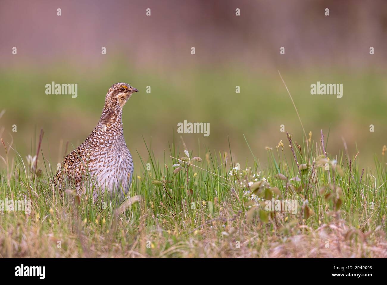 Sharptailed grouse in northern Wisconsin Stock Photo Alamy