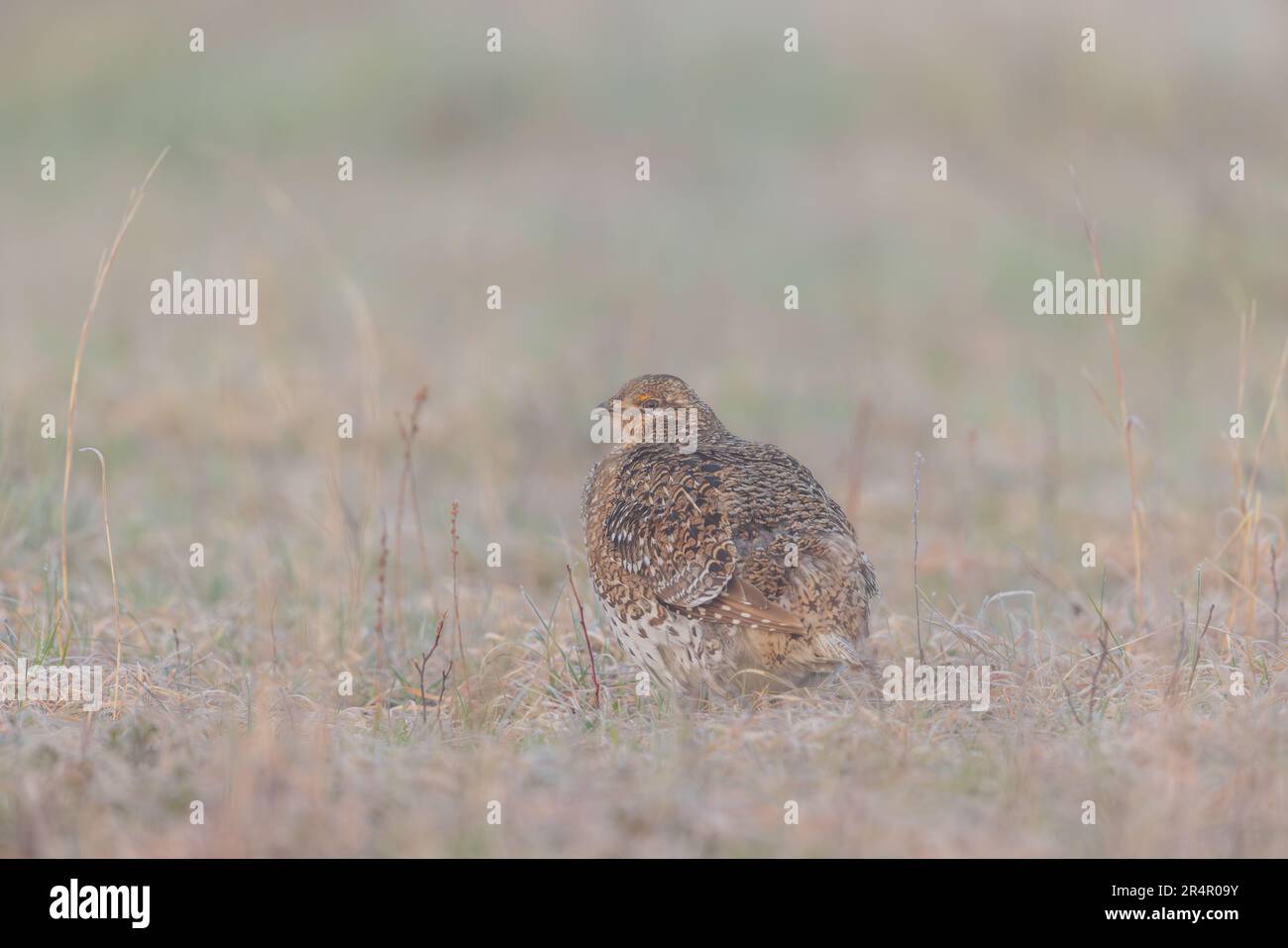 Sharptailed grouse in northern Wisconsin Stock Photo Alamy