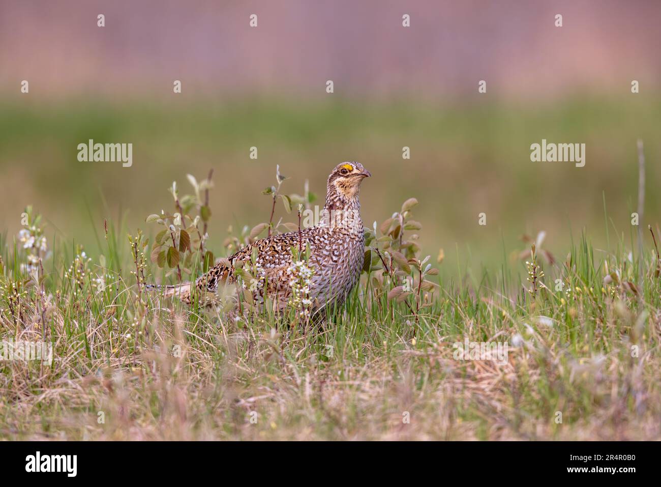 Sharptailed grouse in northern Wisconsin Stock Photo Alamy