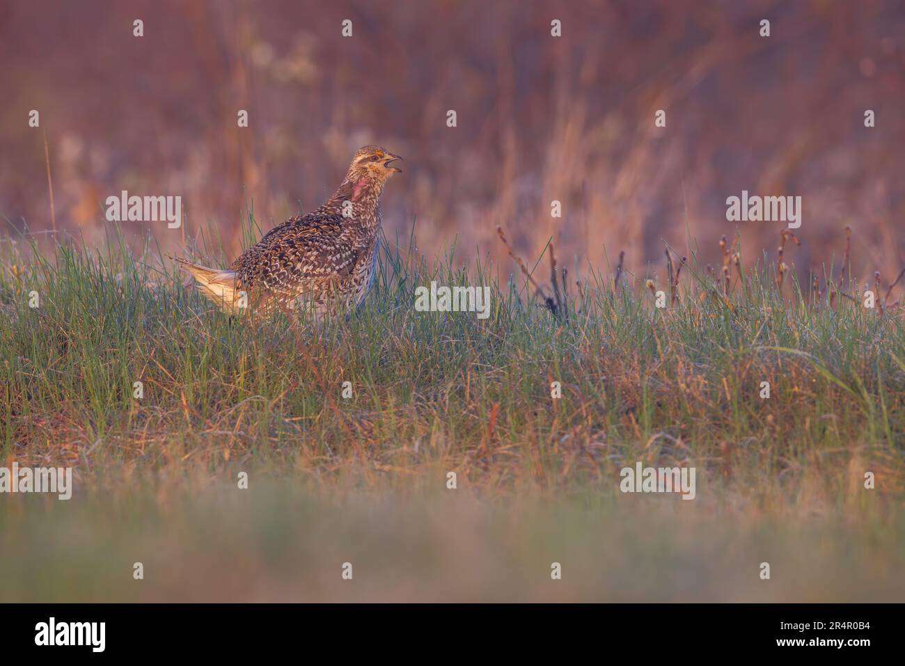 Sharptailed grouse in northern Wisconsin Stock Photo Alamy