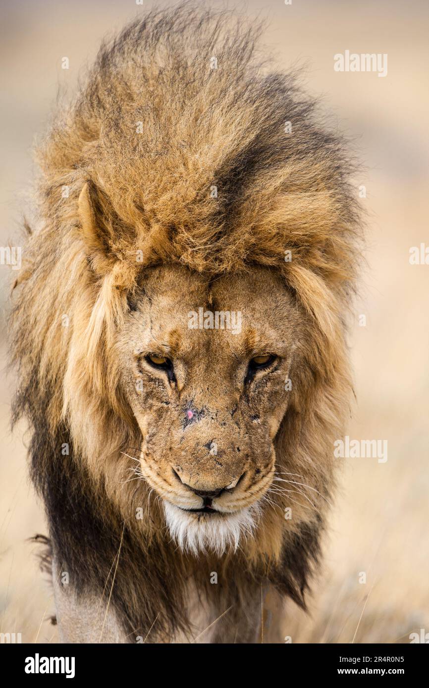 Portrait of a black mane lion hi-res stock photography and images - Alamy