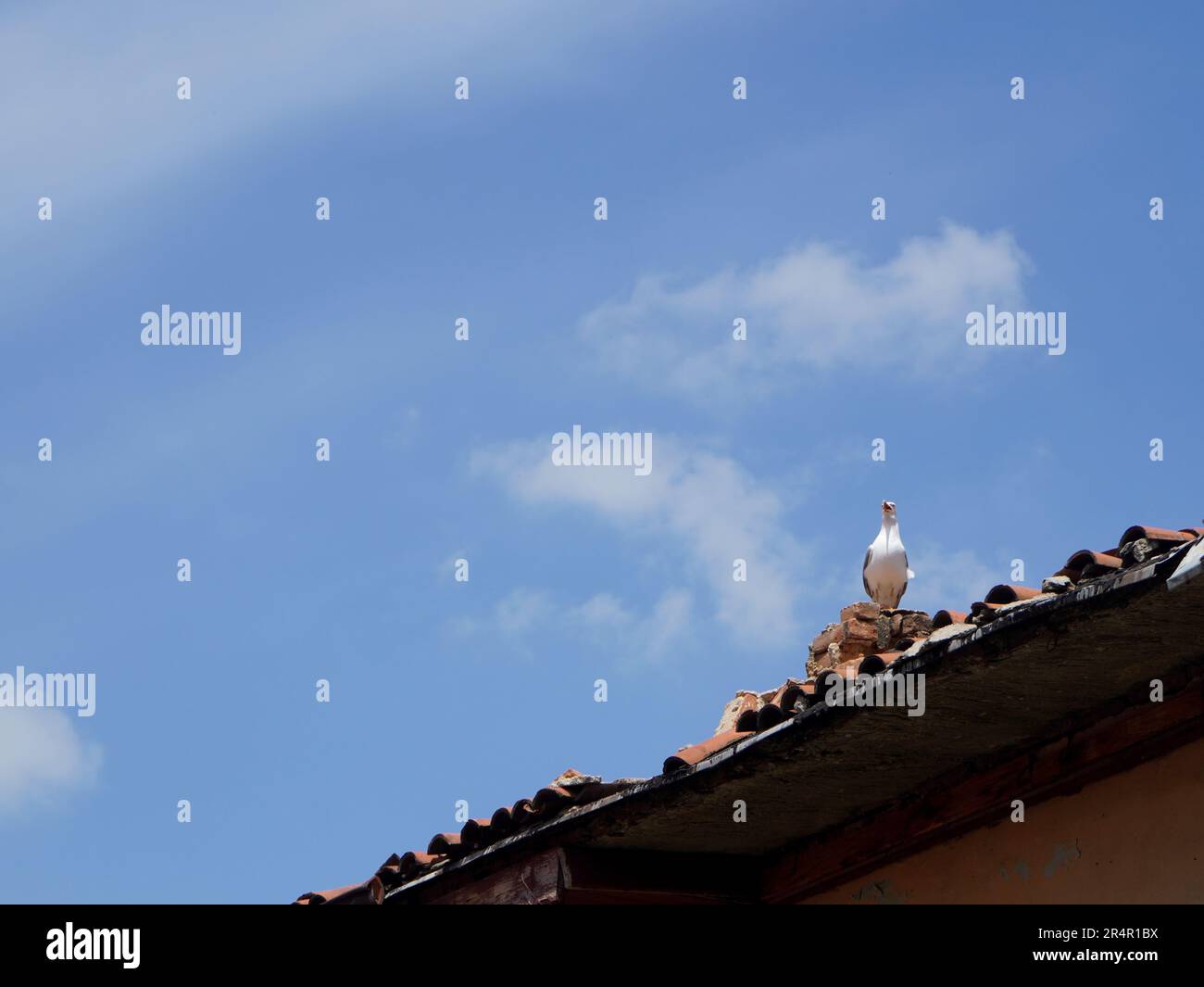 Seagull bird screaming on house roof on blue sky Stock Photo