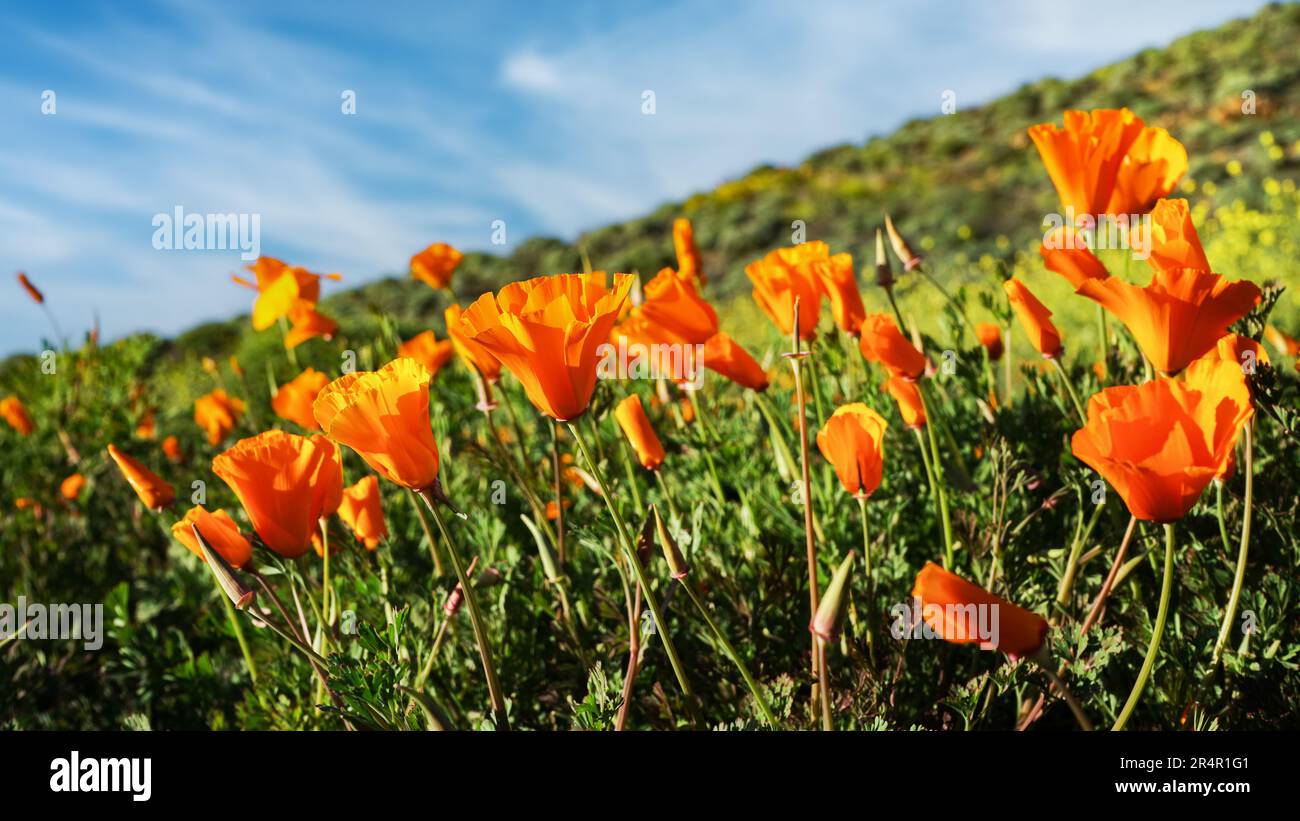Low angle view of bright orange California poppies super bloom on green hillside under blue sky. Stock Photo