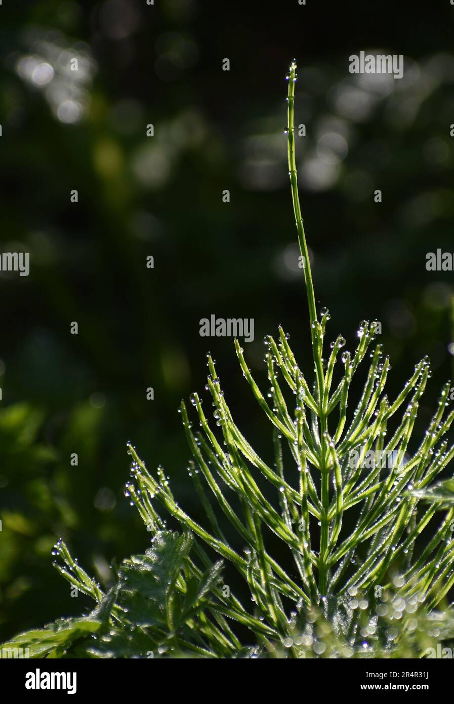 Morning dew on wild plant Stock Photo