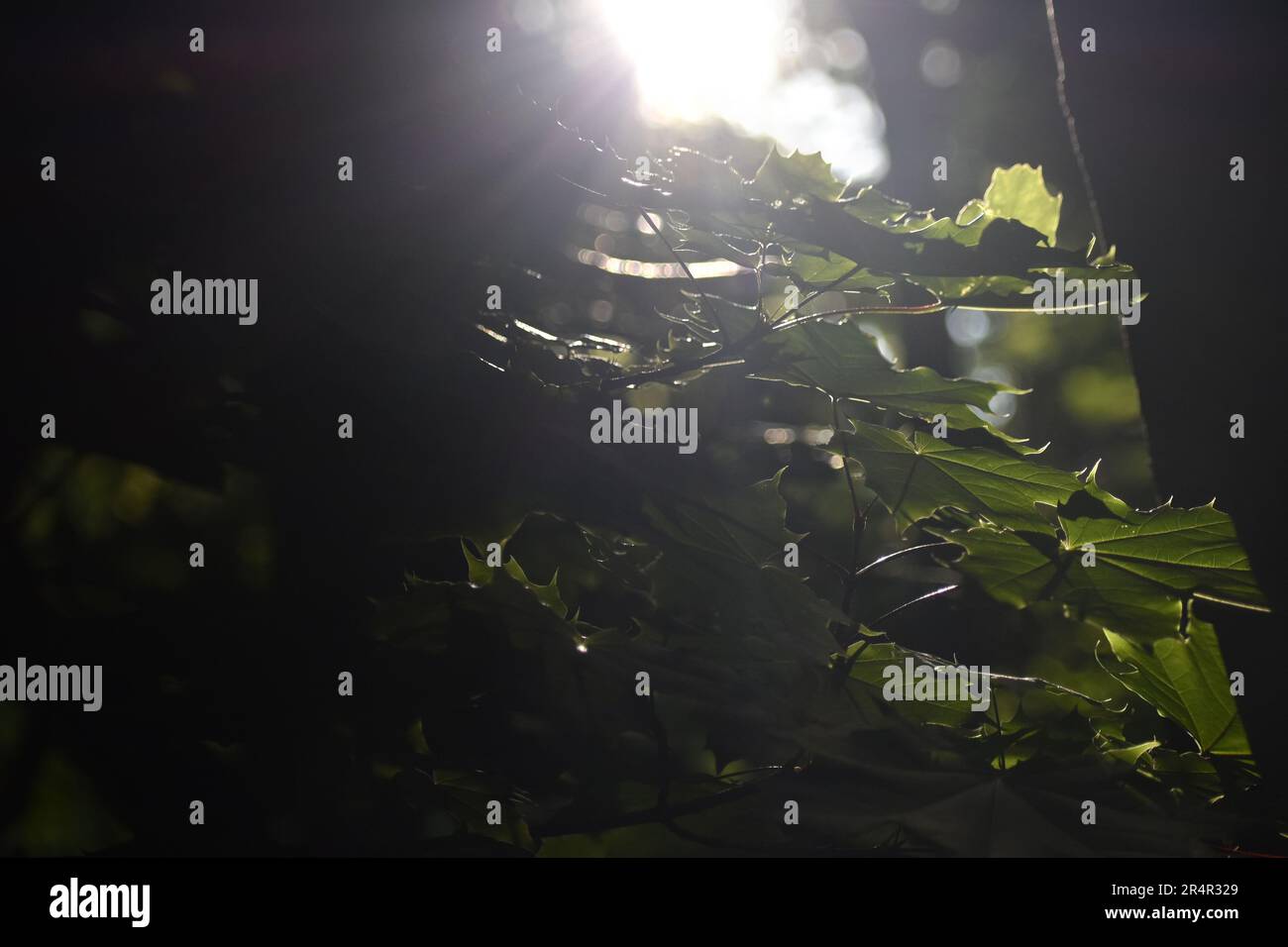 Glowing Maple leaves under sun Stock Photo