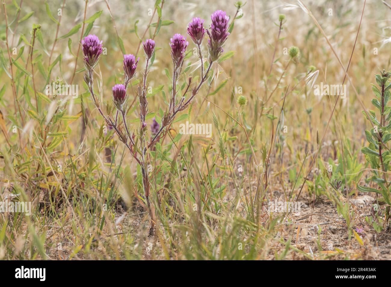 Purple Owl's Clover, Castilleja exserta, A native plant of the San Francisco Bay area in California, USA. Stock Photo